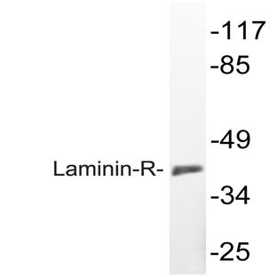 Laminin-R (Q215) pAb