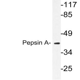 Pepsin A (M307) pAb