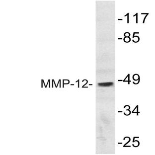 MMP-12 (D411) pAb