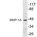 MMP-12 (D411) pAb