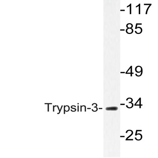 Trypsin-3 (M166) pAb