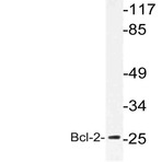 Bcl-2 (S50) pAb