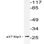 p27 Kip1 (A181) pAb