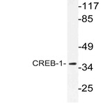 CREB (K236) pAb