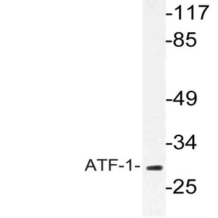 ATF1 (I57) pAb