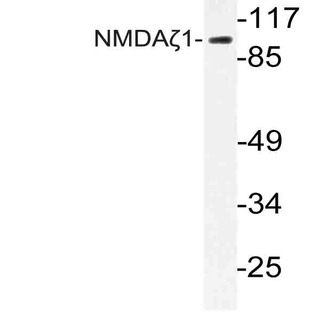 NMDA?1 (F891) pAb