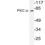 PKC (alpha) (E653) pAb