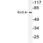 Kv3.4 (R11) pAb