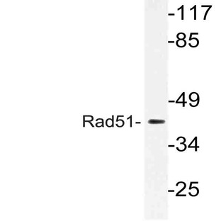 Rad51 (T309) pAb