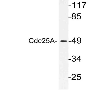 Cdc25A (L171) pAb