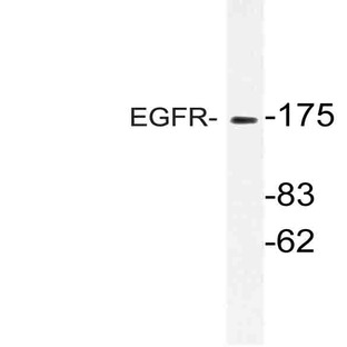 EGFR (P1019) pAb