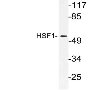 HSF1 (D135) pAb