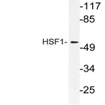 HSF1 (D135) pAb