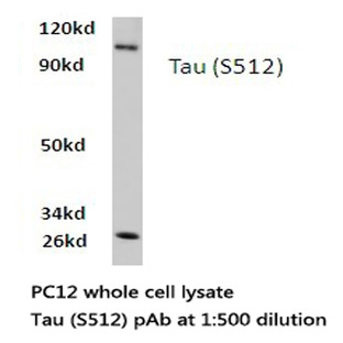 Tau (S512) pAb