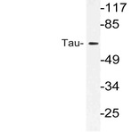 Tau (S527) pAb