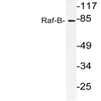 Raf-B (K439) pAb