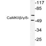 CaMKII(beta)/(gamma)/(delta) (S280) pAb