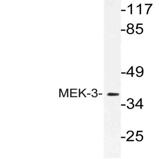 MEK-3 (L215) pAb