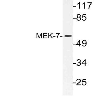 MEK-7 (I264) pAb