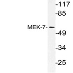 MEK-7 (I264) pAb