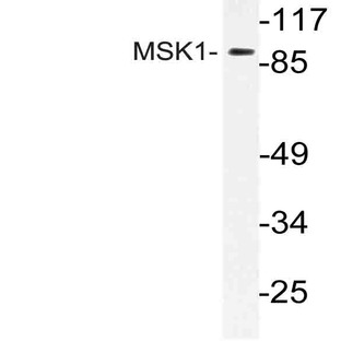 MSK1 (D205) pAb