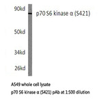 p70 S6K (S421) pAb