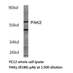 PAK2 (R186) pAb