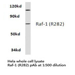 Raf-1 (R282) pAb