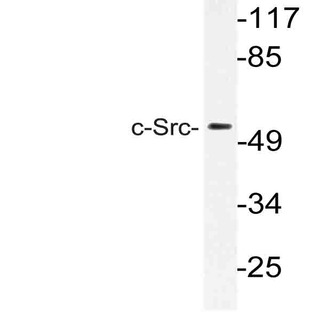 c-Src (S69) pAb