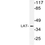 LAT (D156) pAb