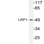LRP1 (G4514) pAb