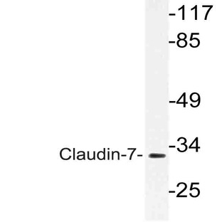 Claudin-7 (S204) pAb