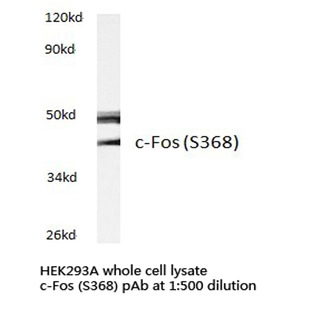 c-Fos (S368) pAb