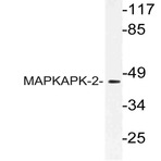 MAPKAPK-2 (N266) pAb