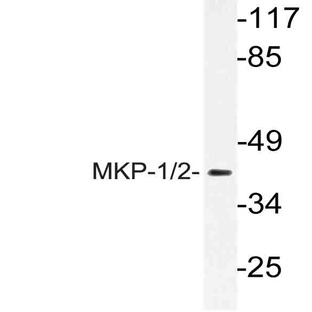 MKP-1/2 (Q290) pAb