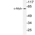 c-Myb (I526) pAb