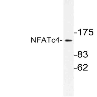 NFATc4 (G163) pAb