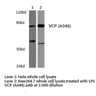 VCP (A346) pAb