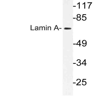 Lamin A (S17) pAb