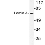 Lamin A (S17) pAb