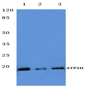 ATP5H (D146) pAb