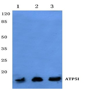 ATP5I (K69) pAb