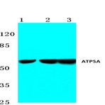 ATP5A (K239) pAb