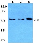 CPE (D305) pAb