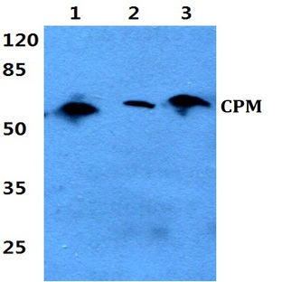 CPM (L113) pAb