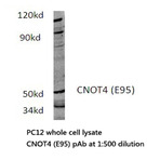 CNOT4 (E95) pAb