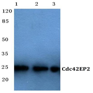 Cdc42EP2 (L24) pAb