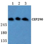 CEP290 (F812) pAb