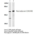 Neuroglycan C (W248) pAb