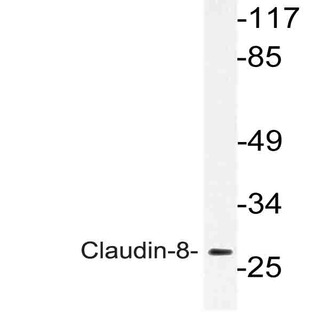 Claudin-8 (I118) pAb